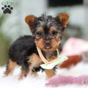 Trevor, Yorkie Puppy